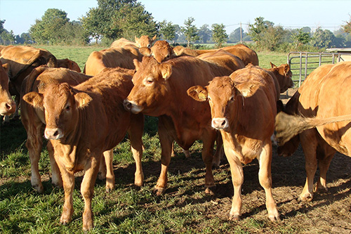 Farmveiling koeien