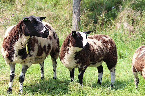 Farmveiling - Schapen